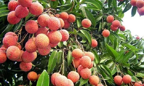 Sắp diễn ra Hội nghị Xúc tiến thương mại vải thiều và sản phẩm tiêu biểu Hải Dương năm 2022