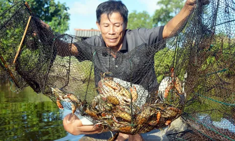 Nhu cầu thị trường Tết tăng cao, giá cua tăng theo ngày