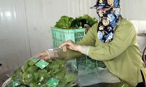 Vĩnh Phúc: Đẩy mạnh phát triển nông nghiệp sinh thái, ứng dụng công nghệ cao