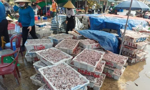 Ngư dân trúng đậm cá cơm biển, thương lái chờ sẵn thu mua tại cảng