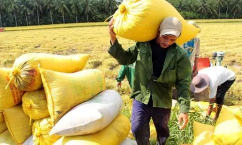Giá lúa gạo ổn định ở mức cao, gạo Việt Nam có nhiều lợi thế trên thị trường thế giới