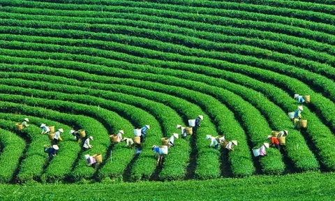 Nữ doanh nhân Việt Nam tìm giải pháp thúc đẩy tăng trưởng xanh, xây dựng hệ sinh thái bền vững