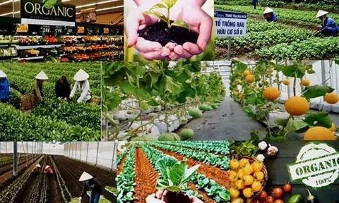 Trình tự chuyển đổi sang sản xuất nông nghiệp hữu cơ