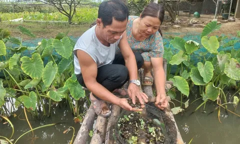 Thanh Hóa: Thu trăm triệu đồng mỗi năm nhờ nuôi ốc nhồi