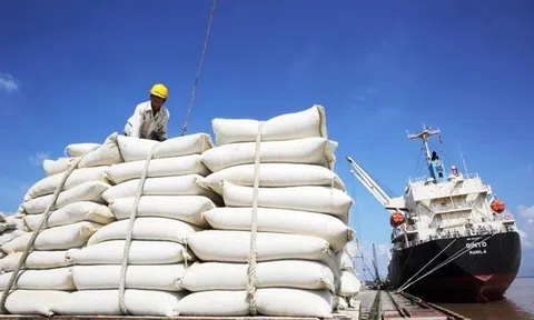 Giá gạo xuất khẩu Việt Nam hạ nhiệt