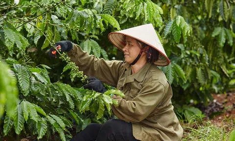 Nestlé sẽ thu mua 100% cà phê từ nguồn canh tác bền vững