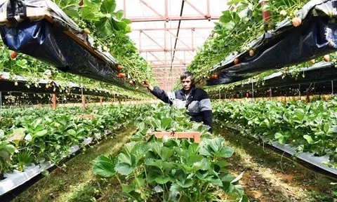 Vùng chuyên canh nông nghiệp đang ngày càng phát triển