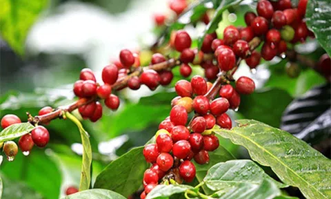 Xuất khẩu cà phê 11 tháng ước đạt 3,5 tỷ USD
