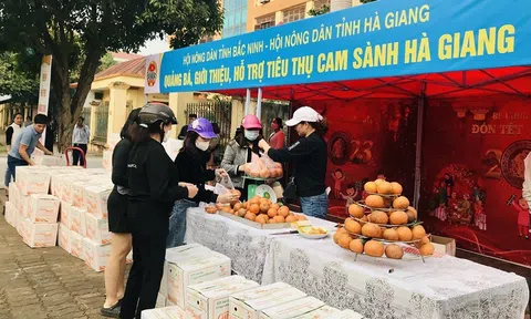 Hội Nông dân Bắc Ninh hỗ trợ tiêu thụ cam sành cho nông dân Hà Giang